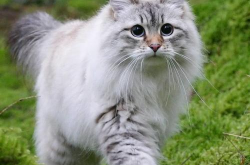 猫的生活习性,揭秘宠物猫的日常生活与性格特点
