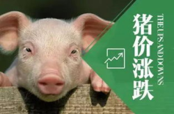 今日猪价行情