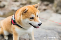 温顺的小型宠物狗排名,最适合家庭饲养的萌宠推荐